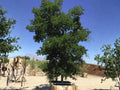 Texas Ebony Tree Seeds | Pithecellobium flexicaule | Native Evergreen, Drought Tolerant, Fragrant White Flowers, Shade & Privacy Screen
