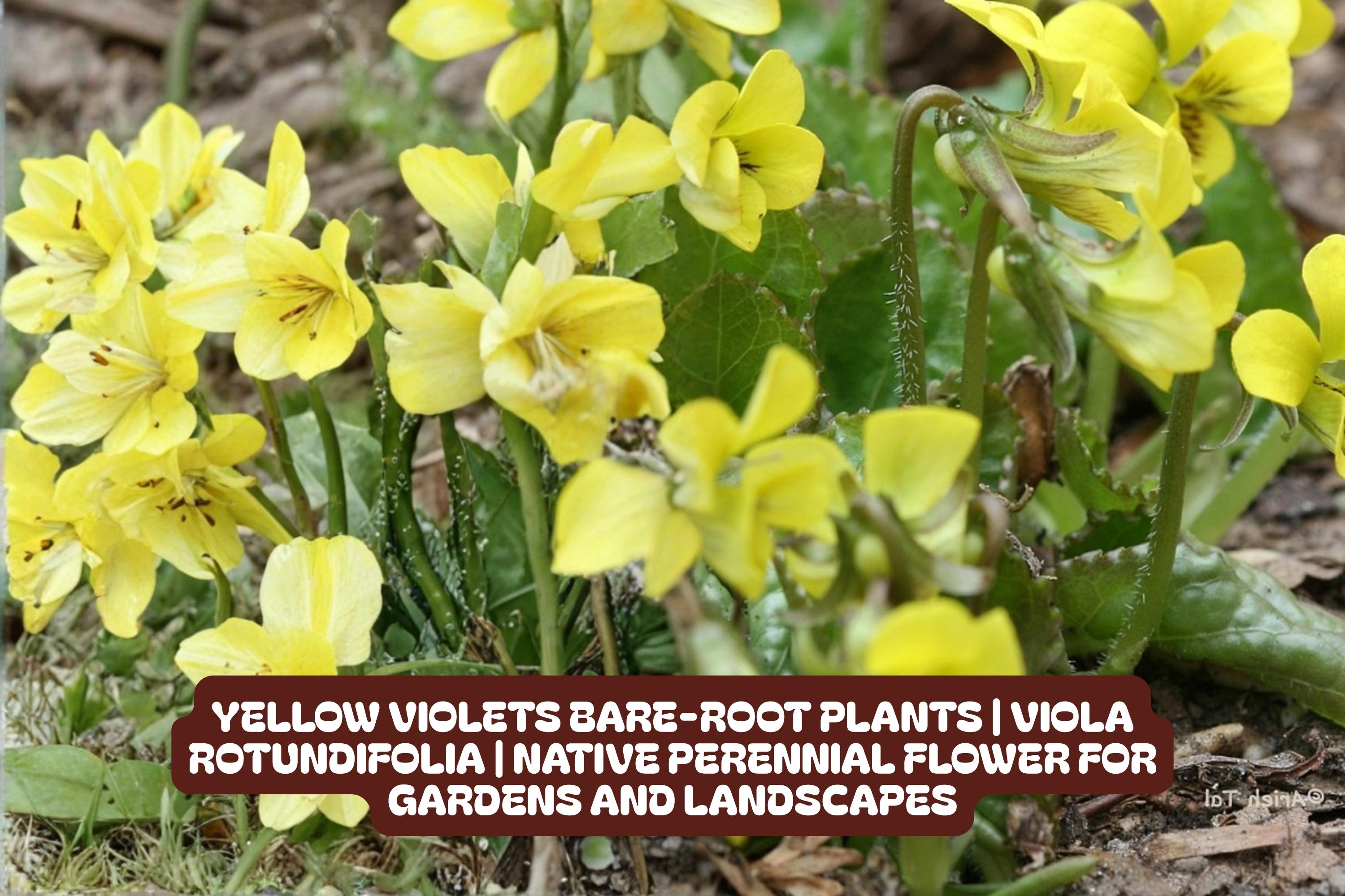 Yellow Violets Bare-root Plants Viola Rotundifolia Native Perennial Flower for Gardens and Landscapes