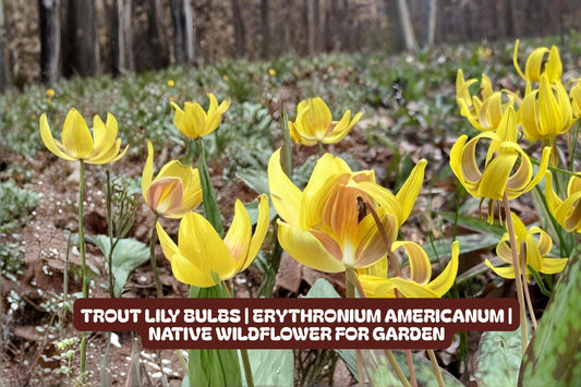 Trout Lily Bulbs Erythronium Americanum Native Wildflower for Shade Garden, Early Spring Blooms