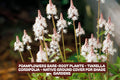 Foamflower Bare-Root Plants Tiarella cordifolia Native Ground Cover for Shade Gardens, Perennial, Low Maintenance