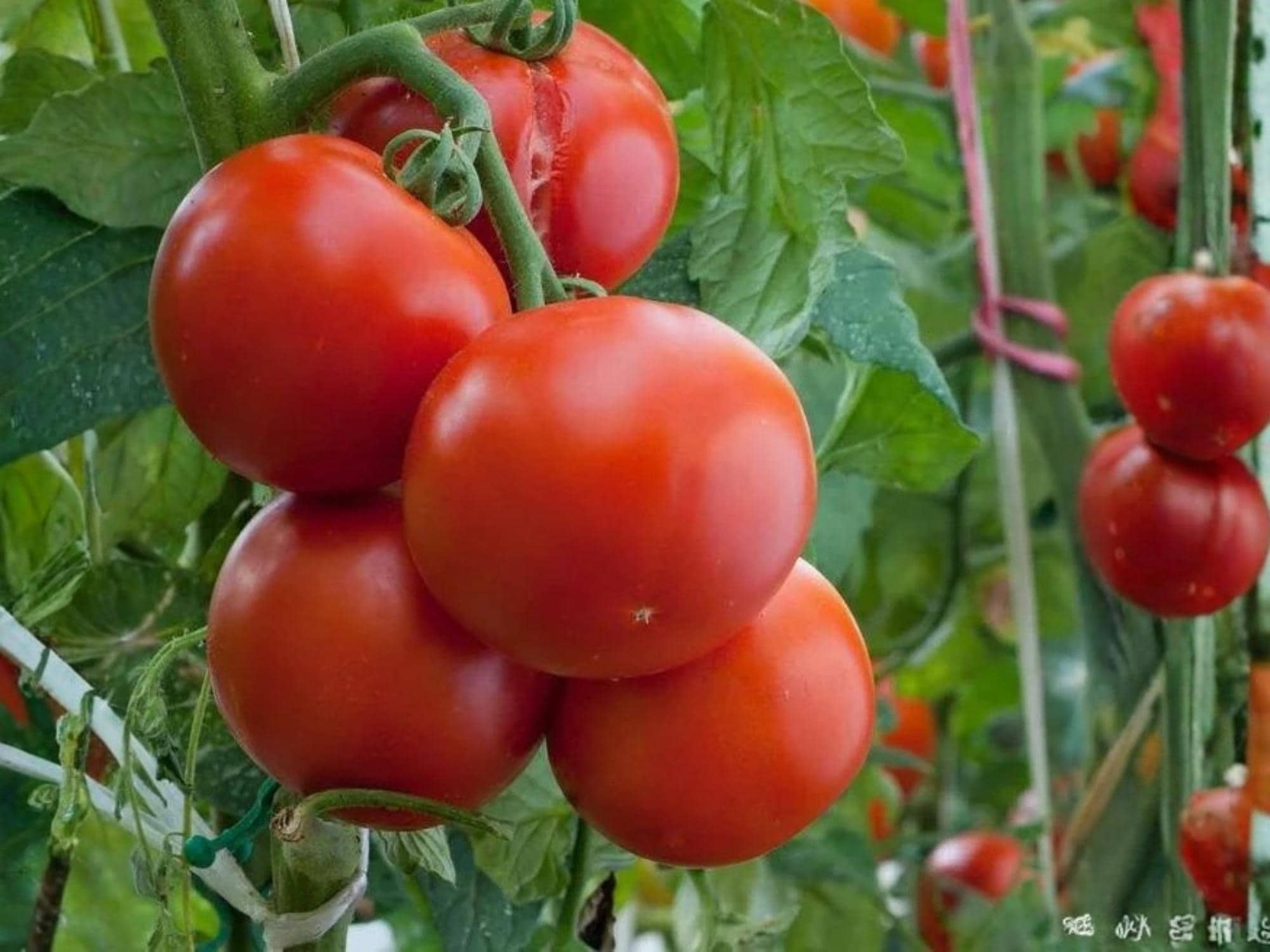 Ace 55 Tomato Seeds – Low Acid Heirloom Slicing Tomato for Home Garden, 30 Seeds