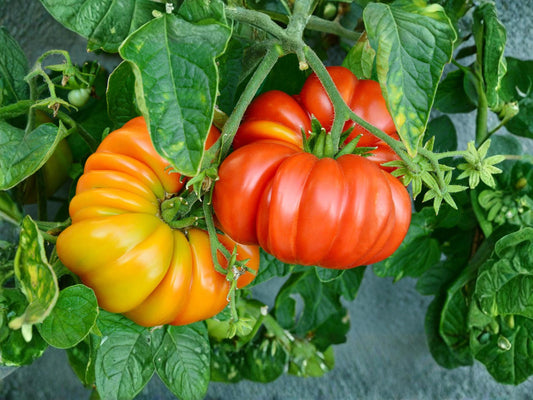 Beefsteak Tomato Seeds – Large Slicing Heirloom Garden Vegetable – 30 Seeds | Indeterminate, Full Sun, Rich Flavor