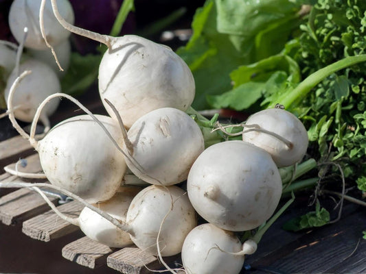 Seven Top Turnip Seeds – Heirloom Leaf Vegetable for Greens – Southern Heirloom Variety – 500 Seeds