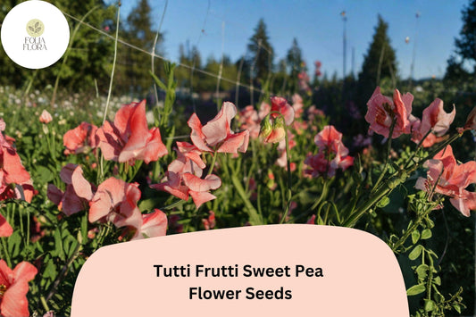 Tutti Frutti Sweet Pea Seeds | Lathyrus odoratus Mixed Color Blooms Garden Planting (50+ Seeds)