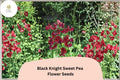 50+ Black Knight Sweet Pea Seeds | Dark Purple Climbing Annual Flower for Trellis, Garden
