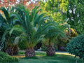 Canary Island Date Palm Seeds | Phoenix canariensis | Ornamental Tropical Palm Tree for Landscaping, Coastal Gardens