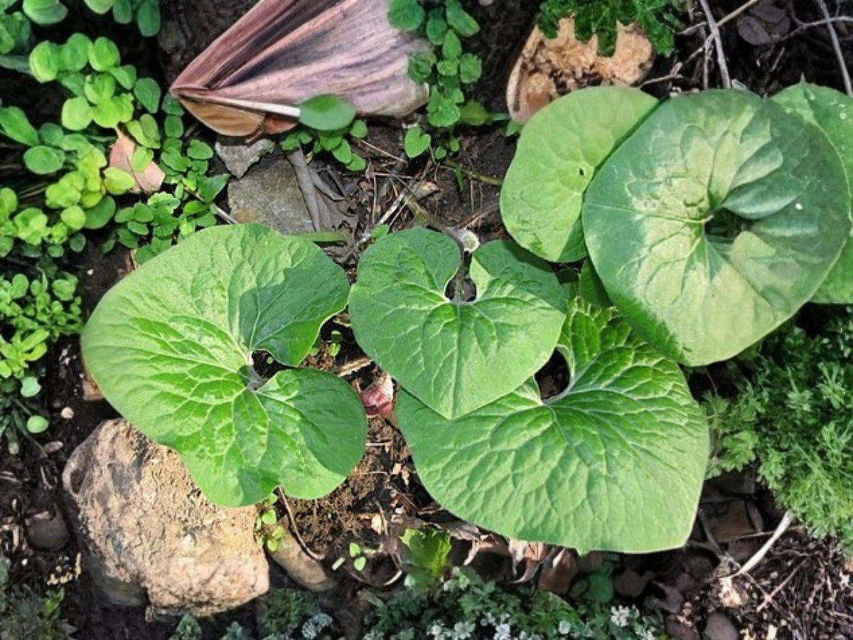 Wild Ginger Seeds | Native Woodland Groundcover | Asarum canadense | Shade-Loving Perennial Herb