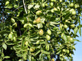 Jojoba Seeds Simmondsia chinensis Desert Evergreen Shrub Drought Tolerant Native Plant 10 Seeds