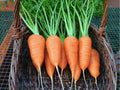 Chantenay Red Cored Carrot Seeds – Heirloom, Non-GMO, Short, Sweet, 500 Count