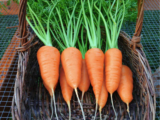 Chantenay Red Cored Carrot Seeds – Heirloom, Non-GMO, Short, Sweet, 500 Count