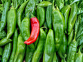 Sandia Hot Pepper Seeds – New Mexico Chile, Medium Hot, Heirloom Vegetable, 25 Seeds for Roasting, Sauces & Cooking