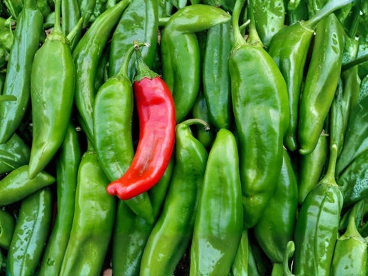 Sandia Hot Pepper Seeds – New Mexico Chile, Medium Hot, Heirloom Vegetable, 25 Seeds for Roasting, Sauces & Cooking