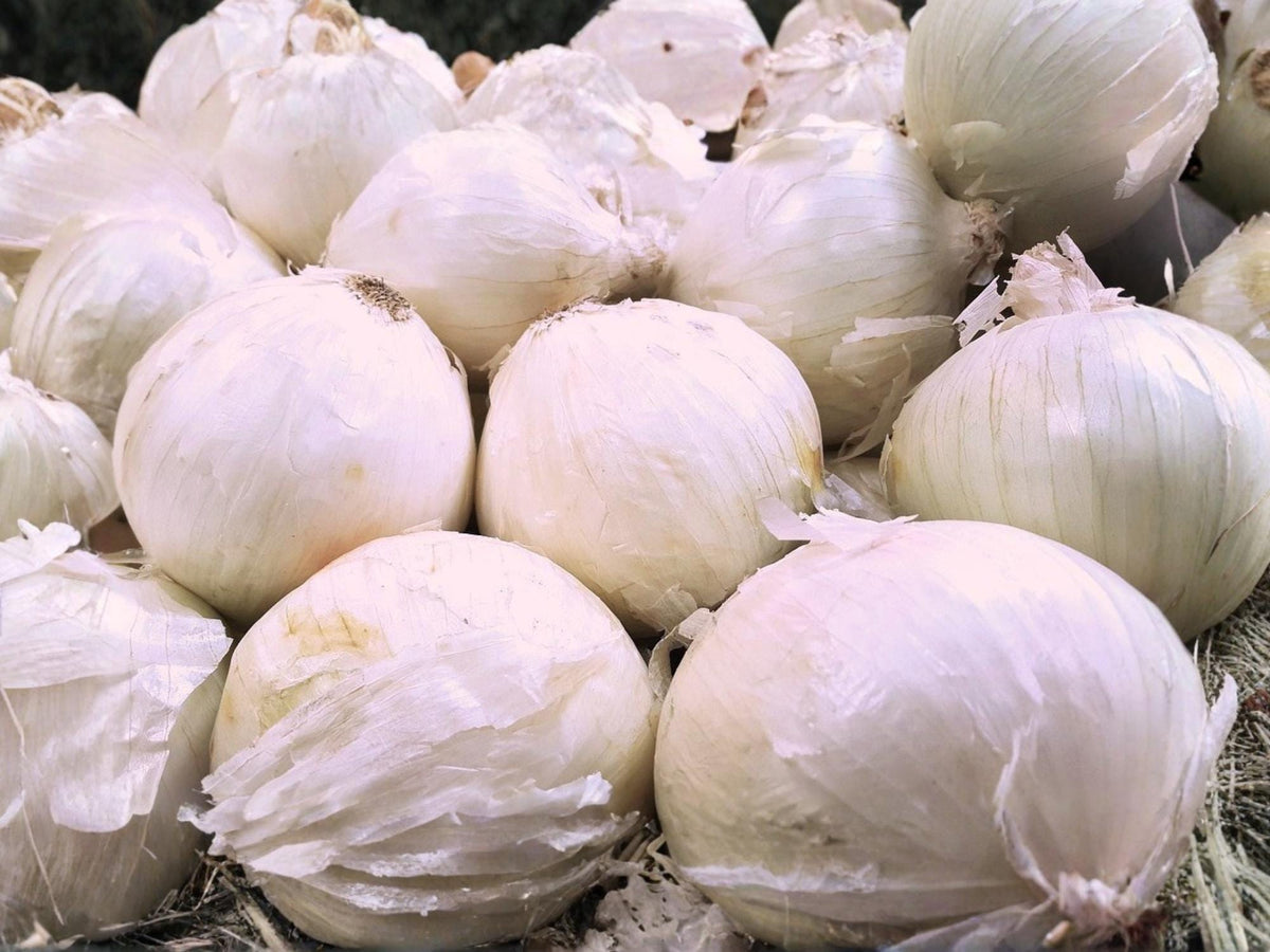 White Storage Onion Seeds – Blanco Duro Bulb Onion – Heirloom Vegetable Garden – 50 Seeds