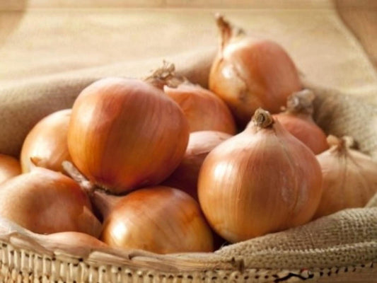 Burrell’s Yellow Valencia Onion Seeds – Heirloom Bulb Onion – Yellow Storage Onion – Allium cepa