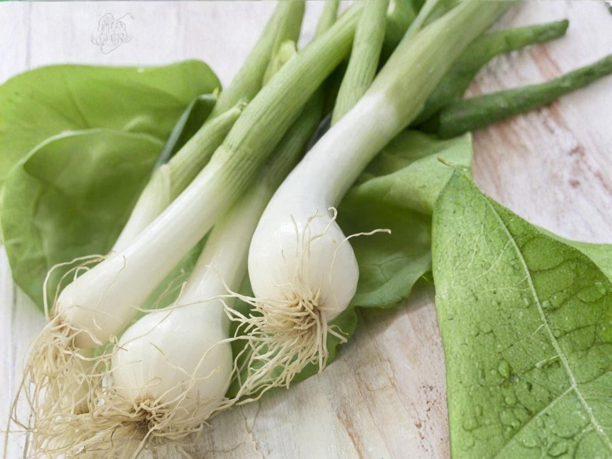 White Lisbon Bunching Onion Seeds – Heirloom Scallion Green Onion, Cool-Season Annual, 50 Seeds