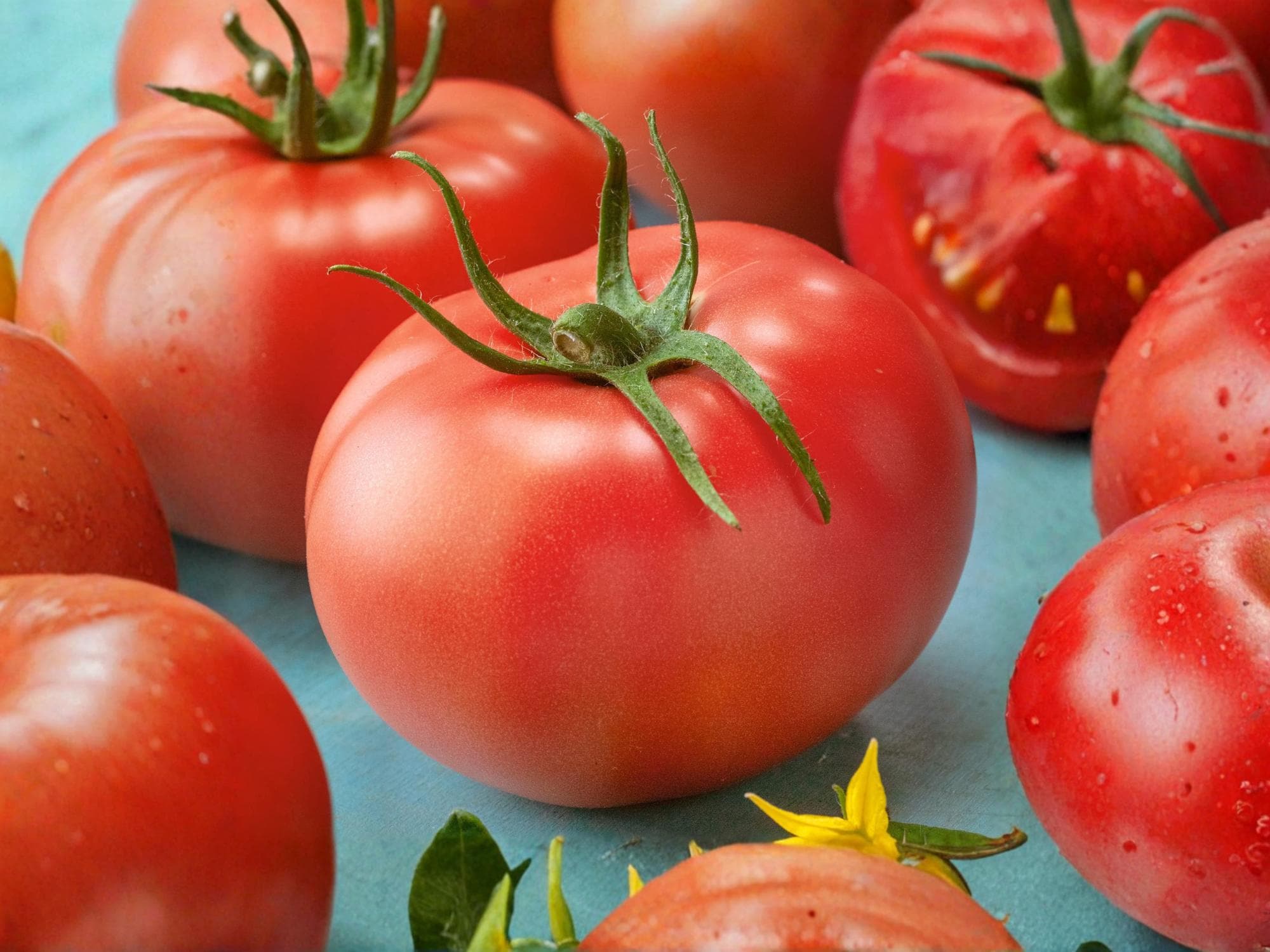Super Sioux Tomato Seeds – Heat Tolerant Heirloom Slicing Vegetable – Indeterminate Garden Tomato (30 Seeds)