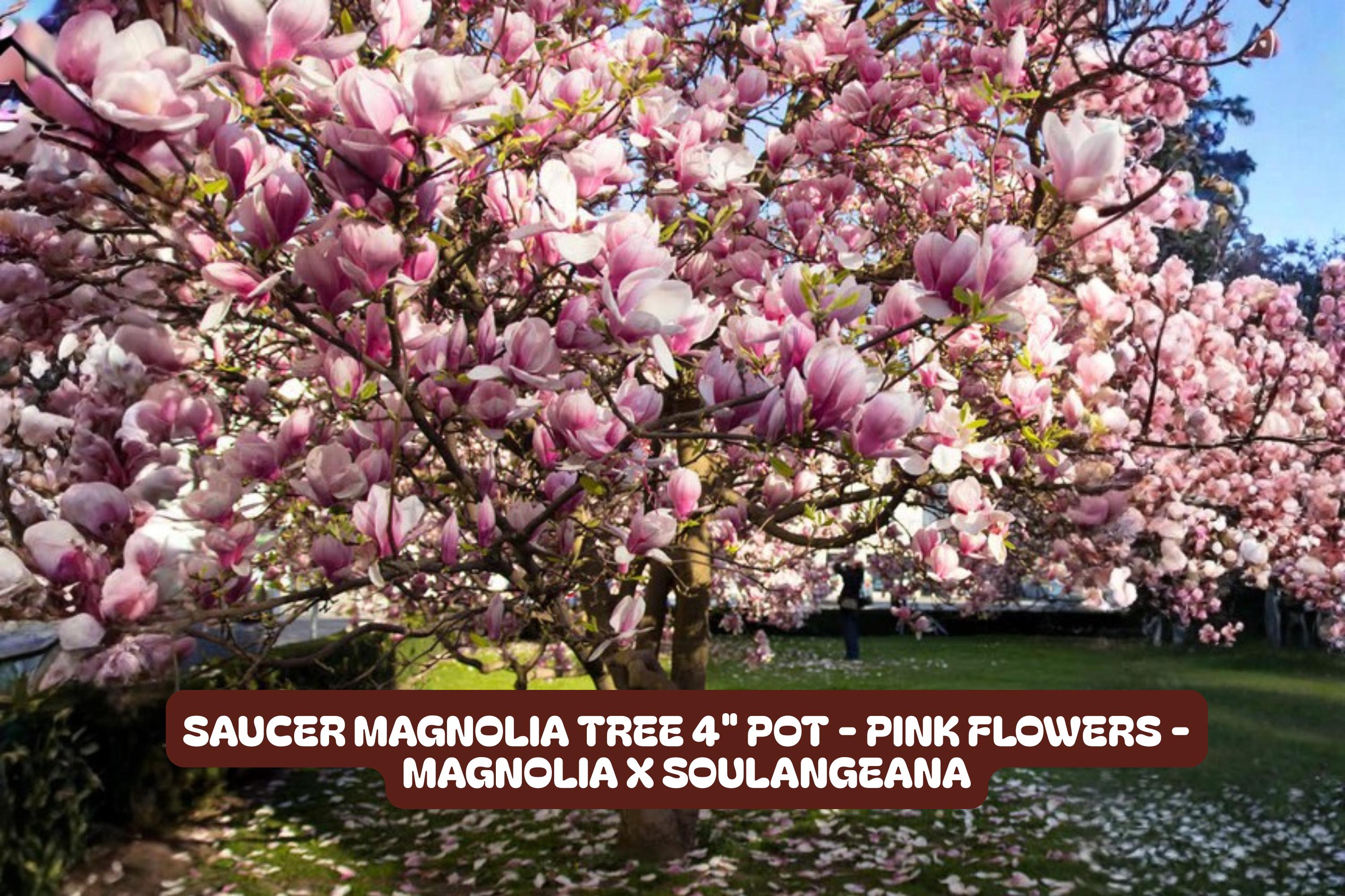 Saucer Magnolia Tree 4" Pot - Pink Flowers - Magnolia x soulangeana - Deciduous Ornamental Tree for Garden or Patio