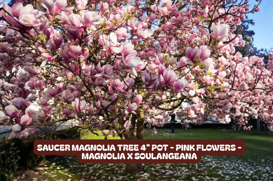 Saucer Magnolia Tree 4" Pot - Pink Flowers - Magnolia x soulangeana - Deciduous Ornamental Tree for Garden or Patio