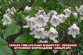 Catalpa Tree Live Plant in Quart Pot, Deciduous with Arrow-Shaped Leaves, Catalpa speciosa, Garden Tree for Shade & Landscape