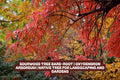 Sourwood Tree Bare-root Oxydendron Arboreum Native Landscaping Garden Tree for Bees and Fall Foliage
