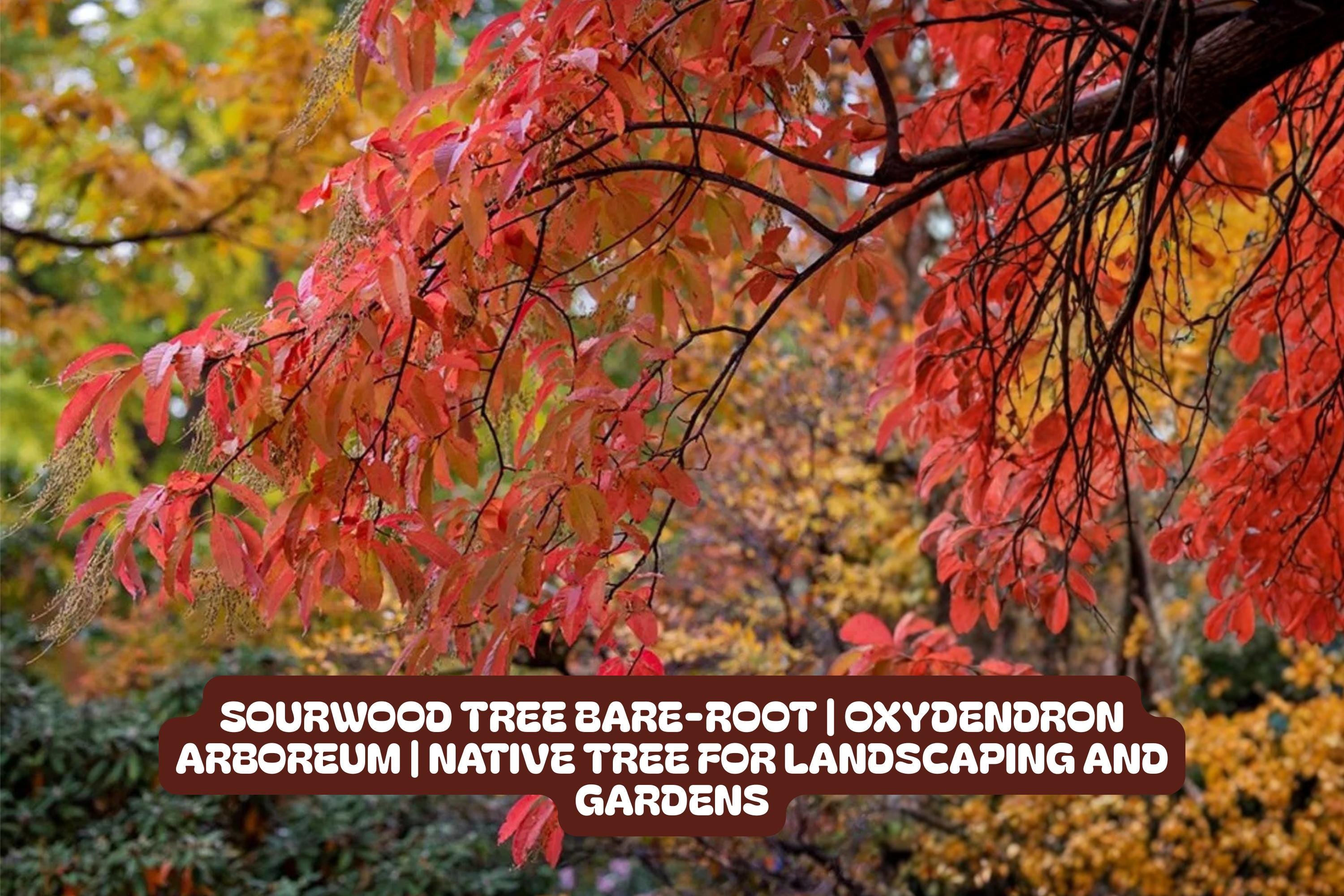 Sourwood Tree Bare-root Oxydendron Arboreum Native Landscaping Garden Tree for Bees and Fall Foliage
