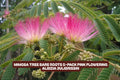Bare Root Mimosa Tree Pack - Pink Flowering Albizia julibrissin, Deciduous Tree for Garden Landscaping