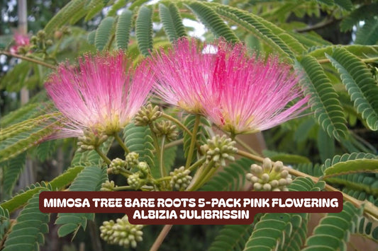 Bare Root Mimosa Tree Pack - Pink Flowering Albizia julibrissin, Deciduous Tree for Garden Landscaping