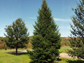 Lake States Balsam Fir Seeds | Abies balsamea Native Evergreen Tree | Cold Hardy Conifer for Reforestation & Wildlife Habitat