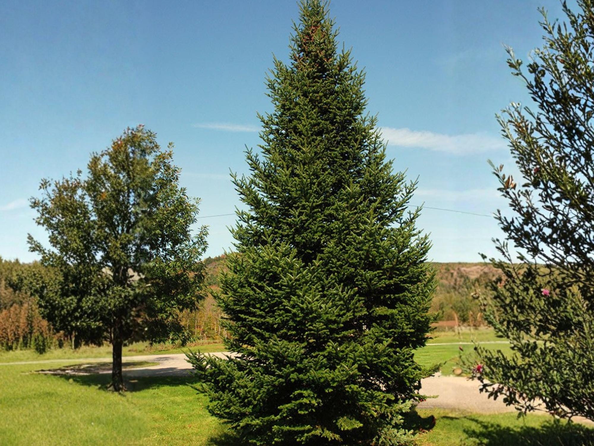Lake States Balsam Fir Seeds | Abies balsamea Native Evergreen Tree | Cold Hardy Conifer for Reforestation & Wildlife Habitat
