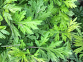 Japanese Mugwort Seeds – Artemisia princeps, Hardy Perennial Herb, Aromatic Foliage, Ornamental, 30 Seeds