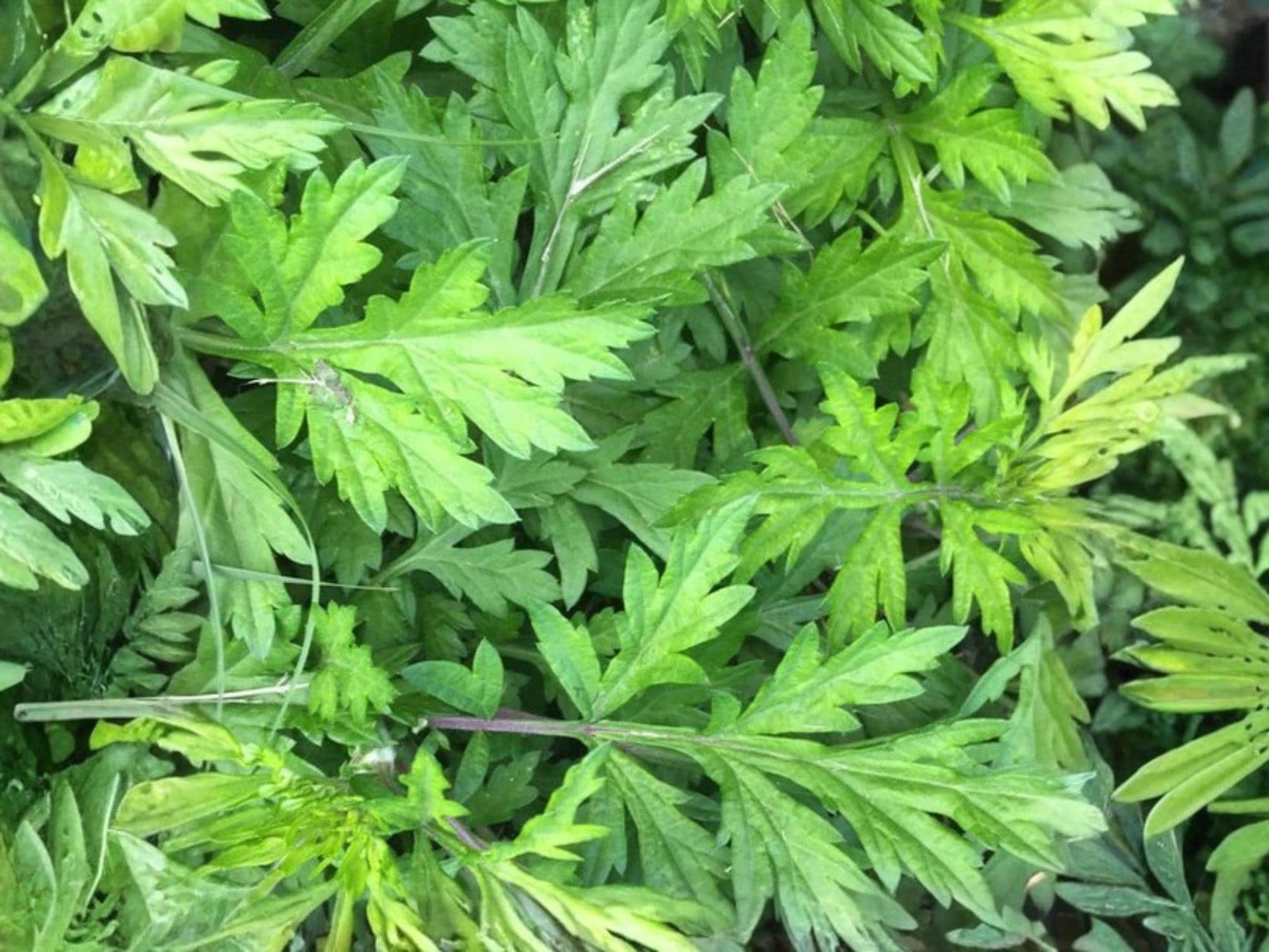 Japanese Mugwort Seeds – Artemisia princeps, Hardy Perennial Herb, Aromatic Foliage, Ornamental, 30 Seeds