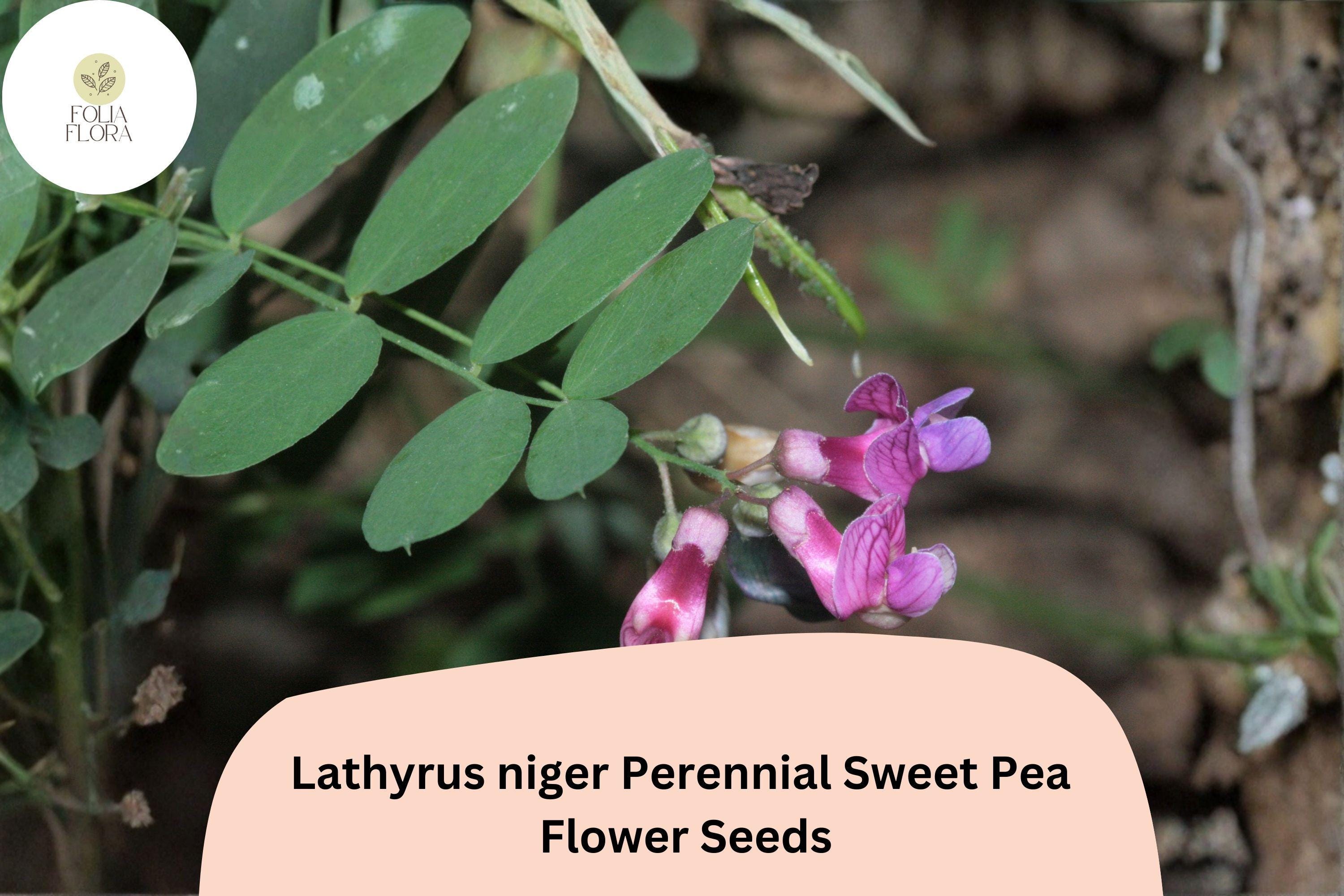 50+ Lathyrus niger Perennial Sweet Pea Seeds | Dark Purple Climbing Vine for Garden Trellis & Arbors