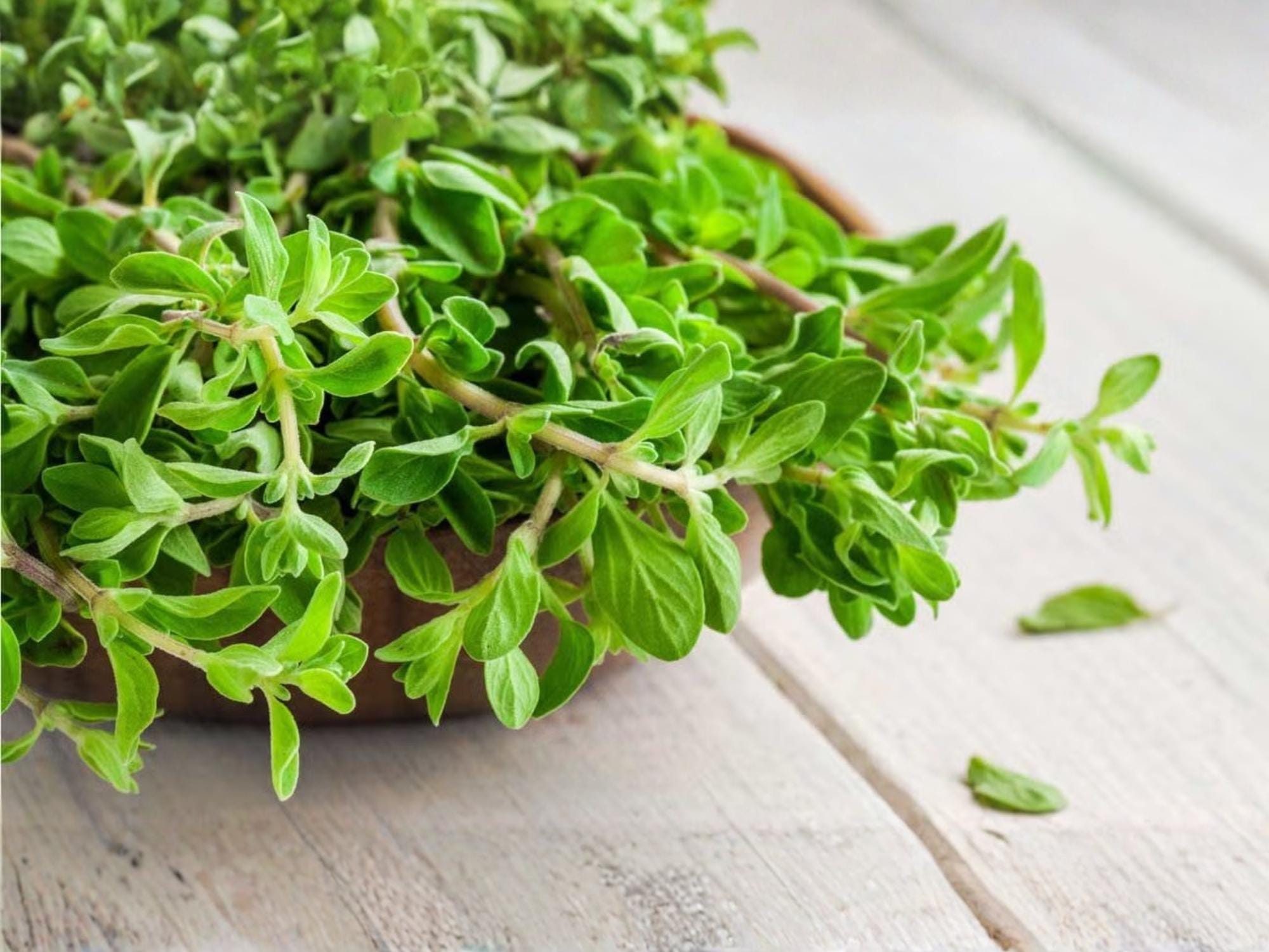 Sweet Marjoram Seeds | Culinary & Medicinal Herb | Origanum majorana | Easy to Grow Herb for Gardens & Containers