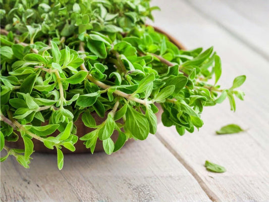 Sweet Marjoram Seeds | Culinary & Medicinal Herb | Origanum majorana | Easy to Grow Herb for Gardens & Containers