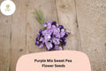 50+ Purple Mix Sweet Pea Seeds | Assorted Purple Shades Climbing Flowers for Garden Trellis | Lathyrus odoratus