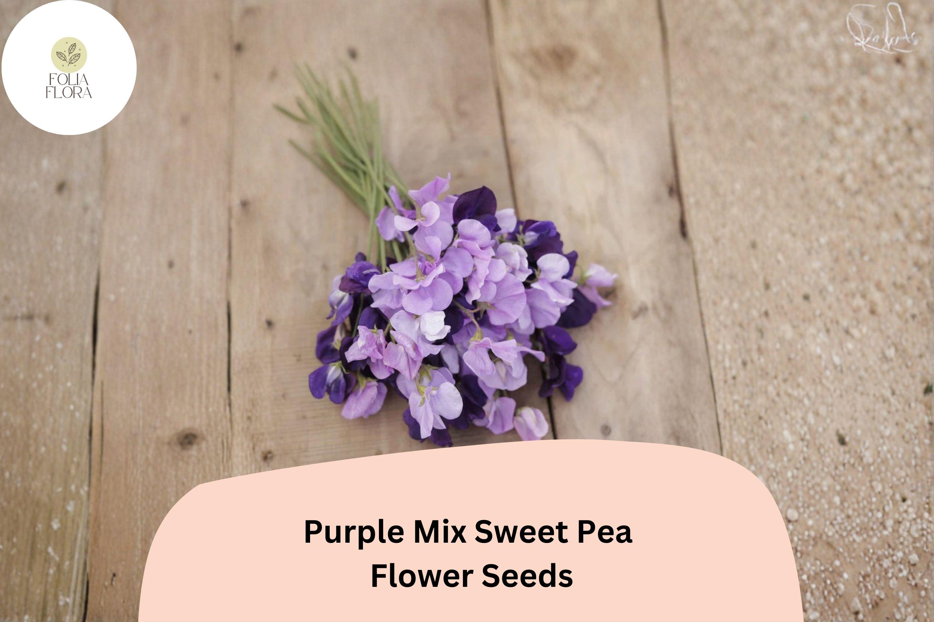 50+ Purple Mix Sweet Pea Seeds | Assorted Purple Shades Climbing Flowers for Garden Trellis | Lathyrus odoratus