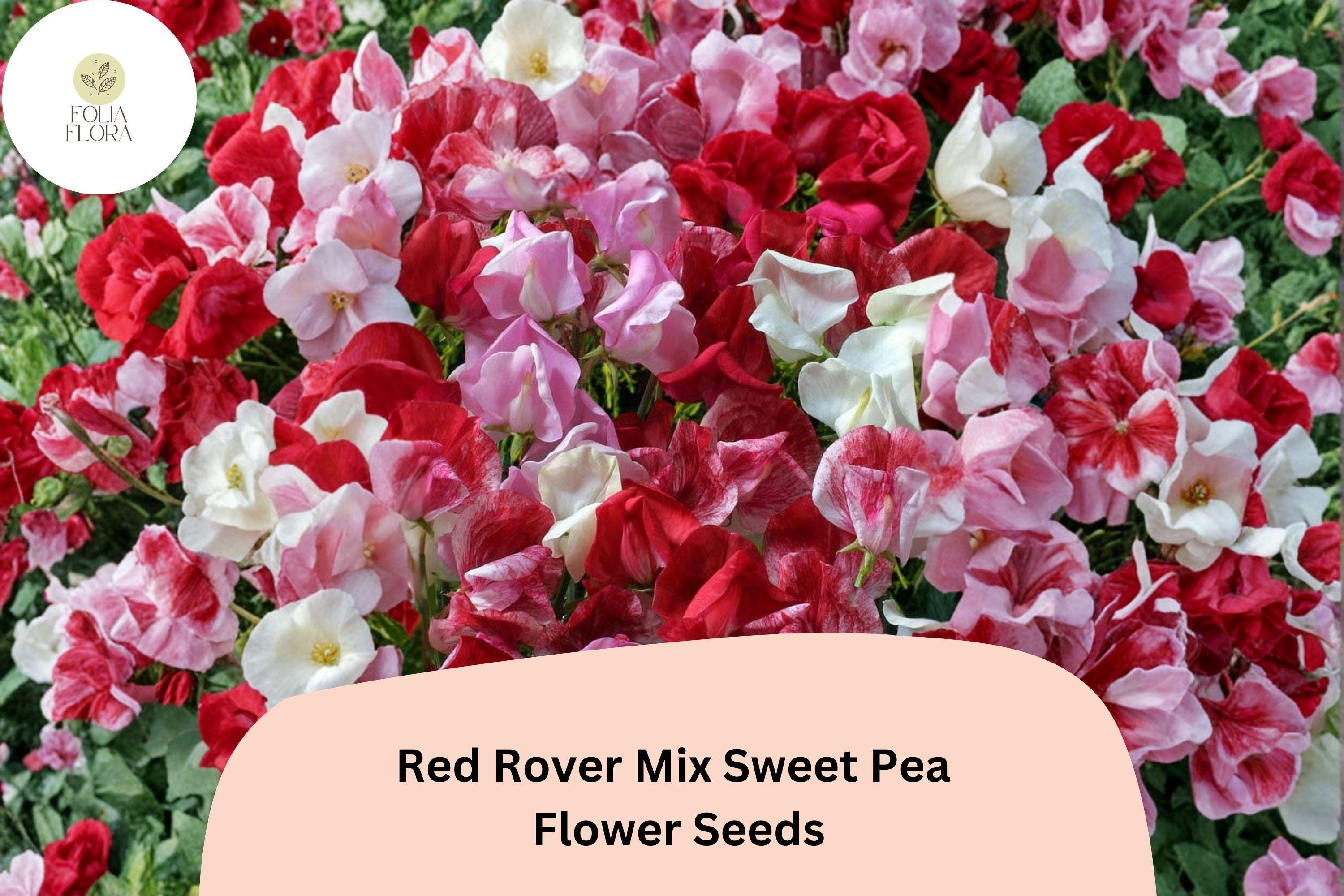 Red Rover Sweet Pea Seeds | Climbing Flower Mix in Red Tones | Lathyrus odoratus, Annual Garden Vine