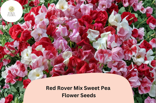 Red Rover Sweet Pea Seeds | Climbing Flower Mix in Red Tones | Lathyrus odoratus, Annual Garden Vine
