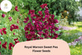 Royal Maroon Sweet Pea Seeds | Deep Burgundy Climbing Flowers for Trellis & Garden | Lathyrus odoratus