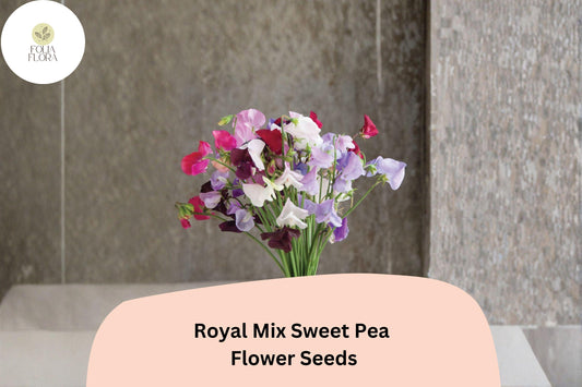 Royal Mix Sweet Pea Seeds | Assorted Jewel-Tone Climbing Flowers for Trellis & Garden | Lathyrus odoratus