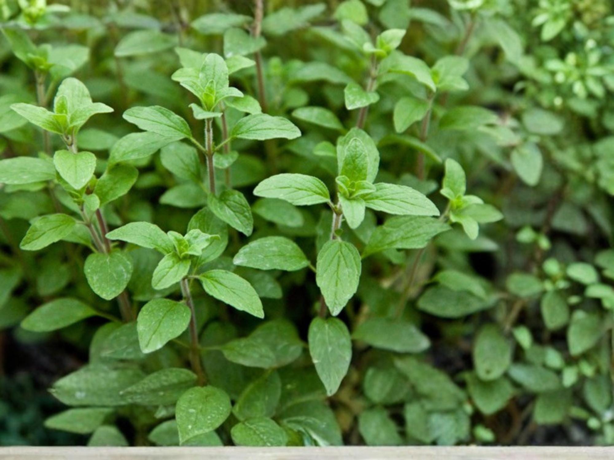 Italian Oregano Herb Seeds – 100 Non-GMO, Aromatic Perennial for Culinary Use, Mediterranean Flavor, Easy to Grow