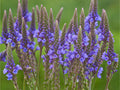 Pickerelweed Seeds – Native Aquatic Plant for Ponds & Wetlands – Pontederia cordata – Vibrant Purple-Blue Flowers, Pollinator-Friendly