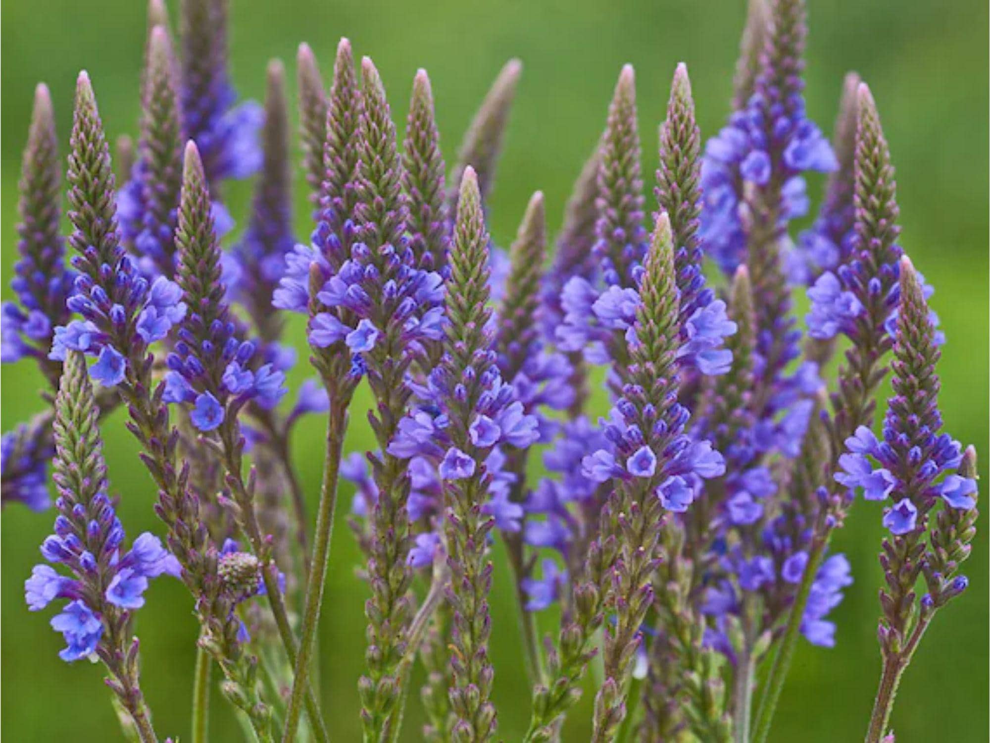 Pickerelweed Seeds – Native Aquatic Plant for Ponds & Wetlands – Pontederia cordata – Vibrant Purple-Blue Flowers, Pollinator-Friendly