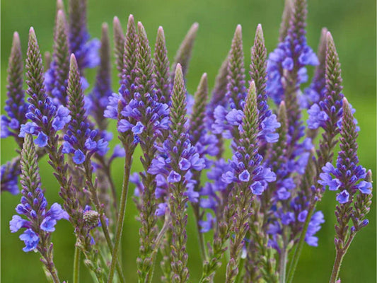Pickerelweed Seeds – Native Aquatic Plant for Ponds & Wetlands – Pontederia cordata – Vibrant Purple-Blue Flowers, Pollinator-Friendly