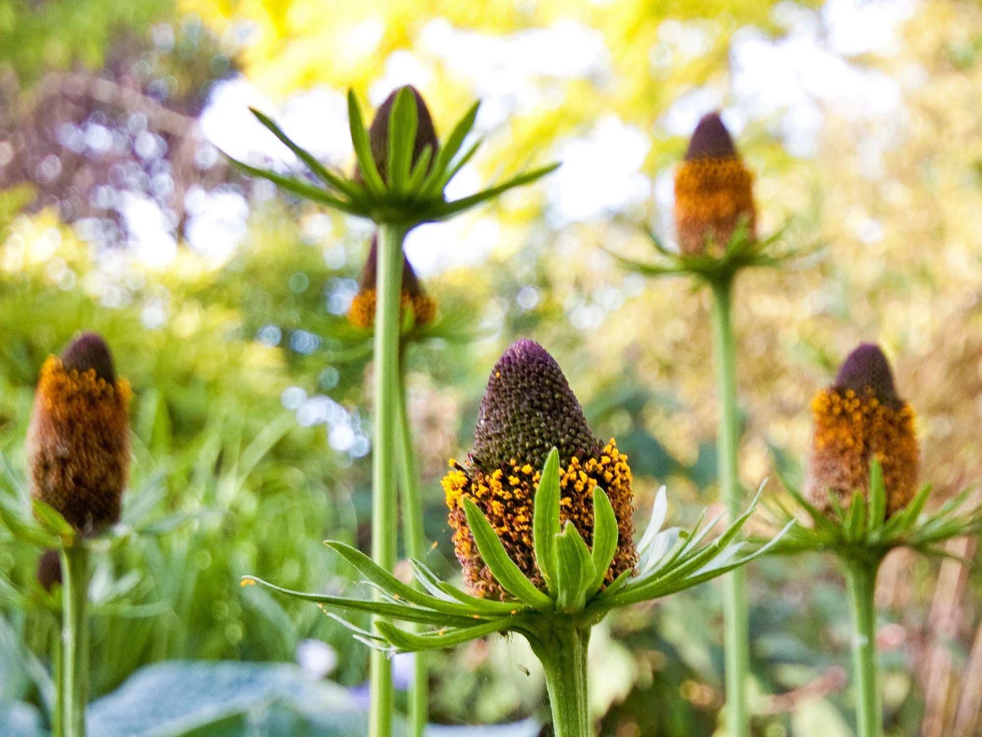 False Sunflower Seeds 100 Heliopsis helianthoides Bright Yellow Daisy-Like Blooms Perennial for Borders & Pollinator Gardens