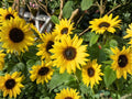 20 Seeds Suyo Long Cucumber Heirloom Variety, Burpless, Sweet, Crisp, Deep Green, Cucumis sativus