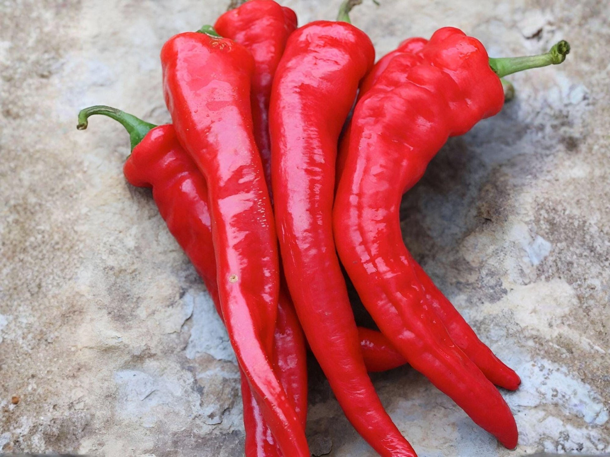 Honey Badger Manzano Pepper Seeds – Heirloom Rocoto Chili, Capsicum pubescens, 20 Premium Seeds for Pots, Containers & Garden