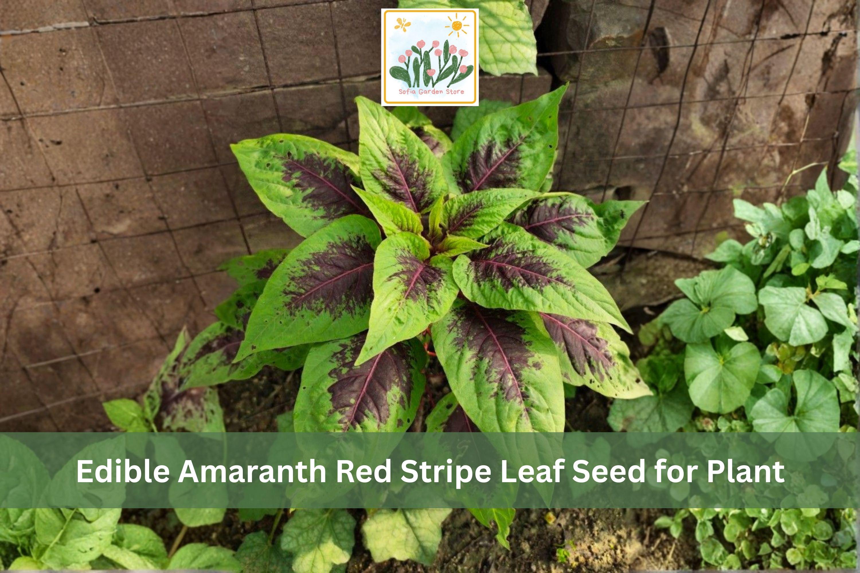 Red Stripe Leaf Amaranth Seeds | Edible Red Beauty Tricolor | Ornamental & Vegetable | Amaranthus tricolor | 500 Seeds