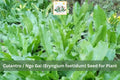 100 Culantro Seeds Ngo Gai Recao Herb Eryngium foetidum for Culinary Use, Vietnamese, Caribbean, Thai Cooking