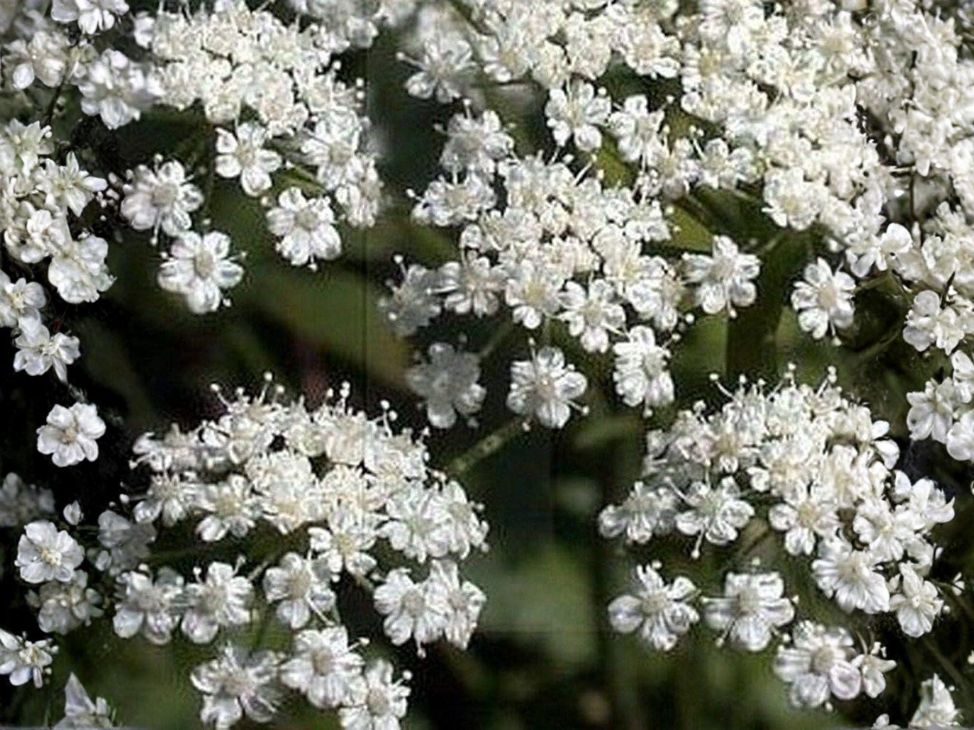 Texas Ebony Seeds | Pithecellobium flexicaule | Drought Tolerant Ornamental Bonsai Starter | Tropical Climate Suitable